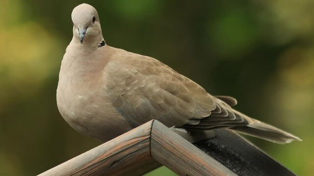 Eurasian collared dove on top of a wooden bird feeder garden house intended for small birds with an out of focus green natural background
