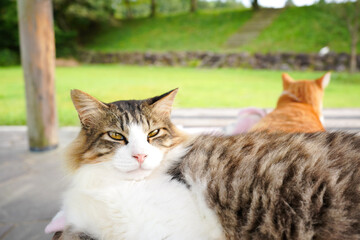 公園のベンチで寛ぐ可愛い猫