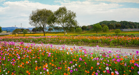 장성 황룡강변의 코스모스 꽃밭 © sephoto