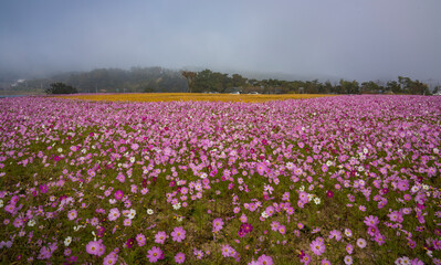 안개 속에 피어나는 가을꽃 코스모스