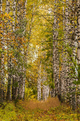 Autumn birch forest vertical composition. Colorful bright yellow birch grove. The natural background. Slender white trunks in the soft sunlight. The concept of Golden autumn. Relaxation and privacy.