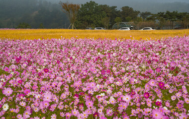 안개 속에 피어나는 가을꽃 코스모스
