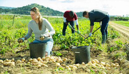 Woman helps men harvests potatoes on farm field