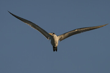 Swift Tern flying on the north-eastern coast of Qatar