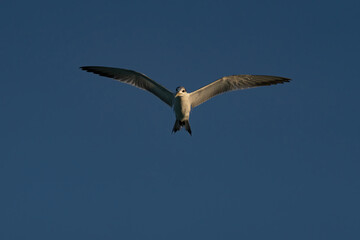 Obraz premium Swift Tern flying on the north-eastern coast of Qatar