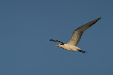 Swift Tern flying on the north-eastern coast of Qatar