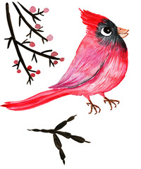 Watercolor red cardinal bird botanical illustration