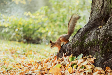 squirrel descends from the tree in a park in autumn