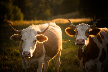 Cows grazing at sunset