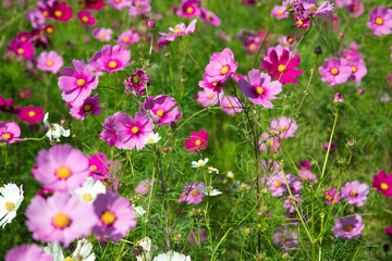 Fototapeta premium 秋の花 たくさんのコスモス 