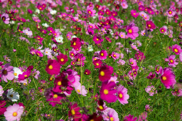 秋の花　たくさんのコスモス　