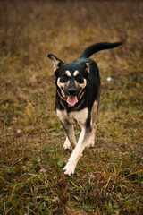 Beautiful cute happy mix breed young puppy dog running, playing autumn nature