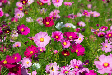 Fototapeta premium 秋の花 たくさんのコスモス 