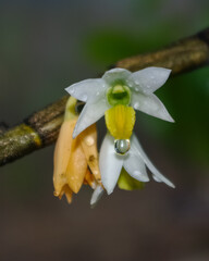 White green and yellow dendrobium scabrilingue orchid species on natural background with water drops after the rain