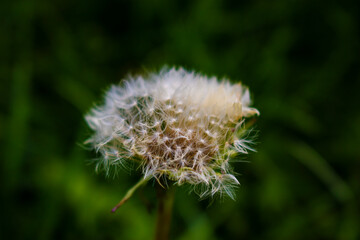 dandelion head