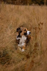 Fototapeta na wymiar Dog and the field