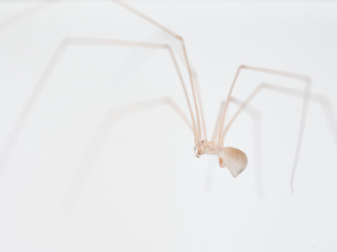 Cellar spiders macro photo