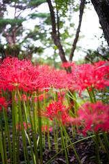 真っ赤な曼珠沙華