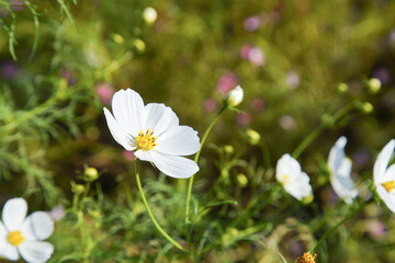 楚々と咲き誇る純白のコスモス