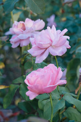 Obraz premium pastel soft pink rose on a blurred background