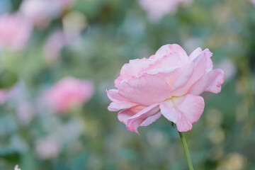 pastel soft pink rose on a blurred background