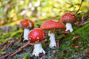 Amanita muscaria, Fly Agaric in moss in forest. Magic mushrooms background