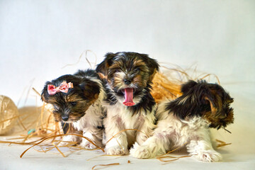 The puppy stuck out his tongue next to the other puppies. Several dog children are sitting together. High quality photo