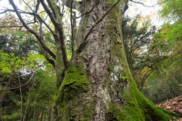 初秋の檜原都民の森3