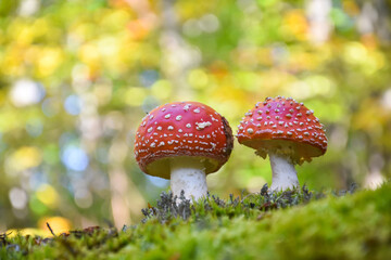 Amanita muscaria, Fly Agaric in moss in forest. Magic mushrooms background