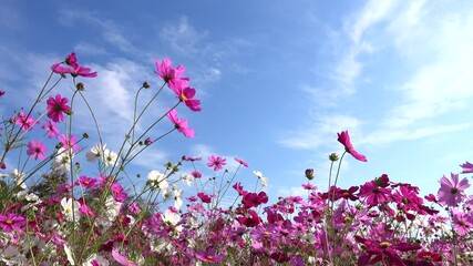 Cosmos flower field with the blue sky. Colorful cosmos flowers swaying in the wind. 4K Shot in Hiroshima botanical garden, Japan.