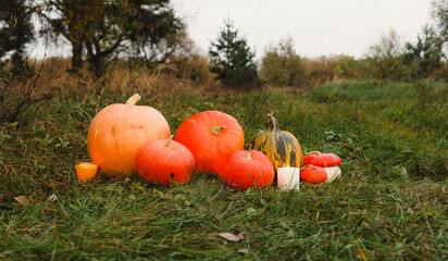 orange pumpkins on the green grass on the farm. A ripe orange pumpkin lies on the green grass in a pumpkin patch. Harvest. Halloween.