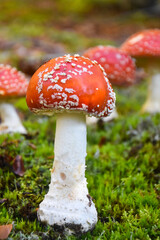 Amanita muscaria, Fly Agaric in moss in forest. Magic mushrooms background
