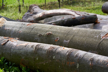 Beach wood logs