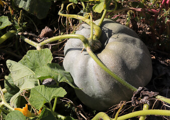 Organic ripe pumpkins at harvest time