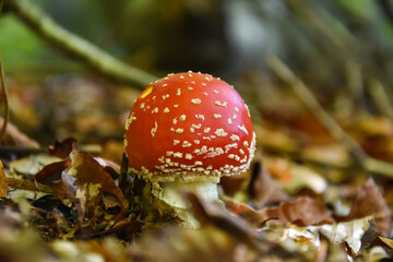 Amanita muscaria, Fly Agaric in moss in forest. Magic mushrooms background