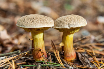 Fototapeta premium Xerocomus mushrooms among the dry pine needles close up