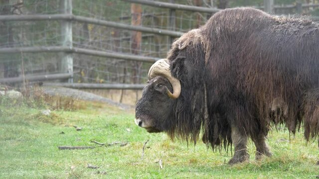 Medium long shot of Musk Ox with dirt fuzzy dreadlocks and matted hairy soaked fur coat grazing in wet meadow, in a closed fence gently walking between the humid grass blades