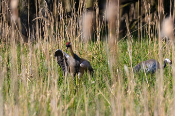 Żuraw zwyczajny Grus grus spaceruje w lesie, naturalne środowkisko żurawia, ekosystem © PeterG