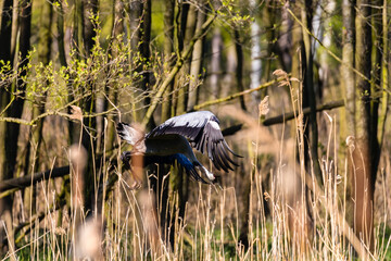 Żuraw zwyczajny Grus grus wzbija się w powietrze przed niebezpieczeństwem © PeterG