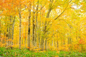 Fototapeta premium autumn leaves in the forest