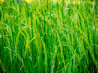 Close-Up green rice in the field