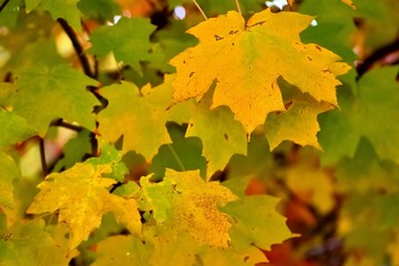 色づいたカシカエデの葉