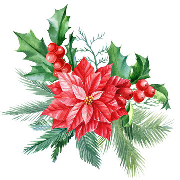 Christmas composition, holly leaves and berries, spruce branches, watercolor illustration 