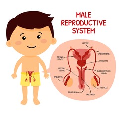 male reproductive system © fatmasniper