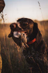 Hunting dog holds quail in teeth