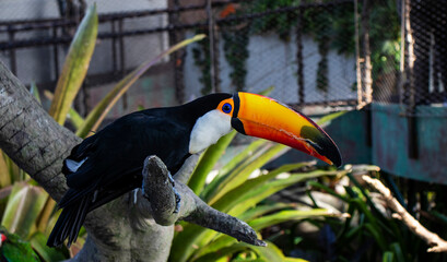 close up shot of a Toucan in indoor tropical park.
