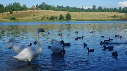 Swans and ducks swimming on the Pskov lake - Плавающие по псковскому озеру лебеди и утки