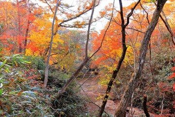 紅葉の水の森公園