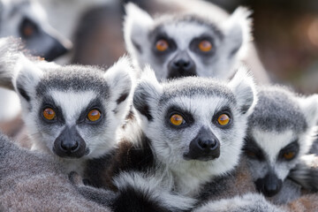 Lémurien Makki catta - Ring-tailed lemur