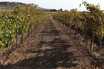 Fototapeta na wymiar viñedos de Almansa